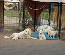 Pippin & Marisa Litter 5/26