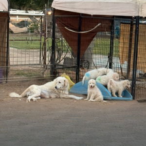 412671656 Inside Our Maremma Puppy Program
