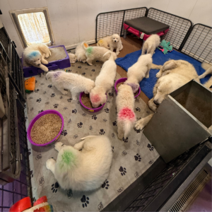1828849823 Inside Our Maremma Puppy Program