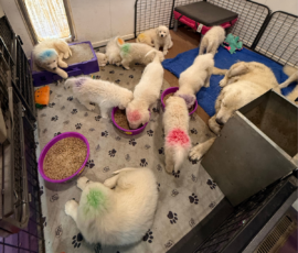 Pippin & Marisa Litter 5/26