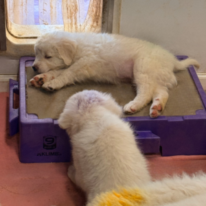 1317639036 Inside Our Maremma Puppy Program