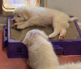 Pippin & Electra Litter 5/26