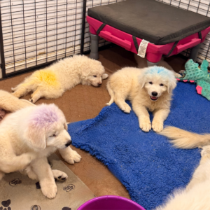 2045944666 Inside Our Maremma Puppy Program