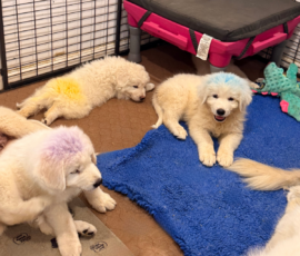 Pippin & Marisa Litter 5/26