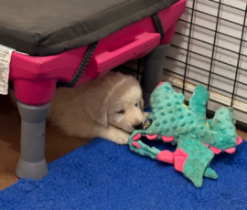Pippin & Nova Litter 5/26