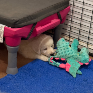 2525289119 Inside Our Maremma Puppy Program