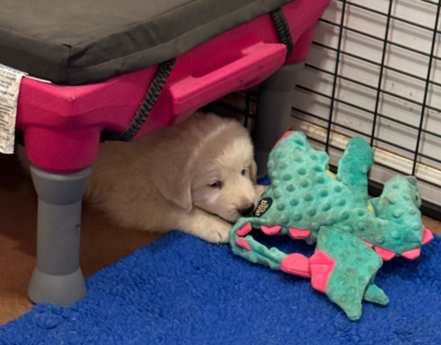 3922510528 Available Maremma Puppies