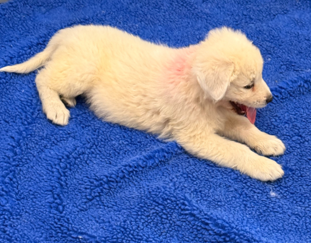 200778639 Available Maremma Puppies