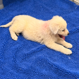 2402744182 Inside Our Maremma Puppy Program