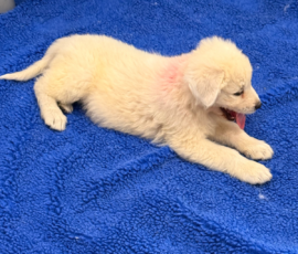 Pippin & Electra Litter 5/26