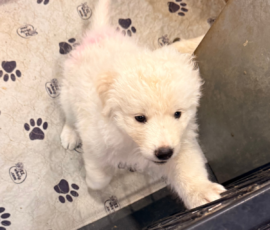 Pippin & Nova Litter 5/26