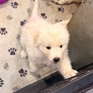428304918 Inside Our Maremma Puppy Program