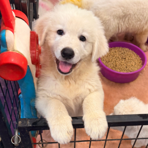 3375168975 Inside Our Maremma Puppy Program