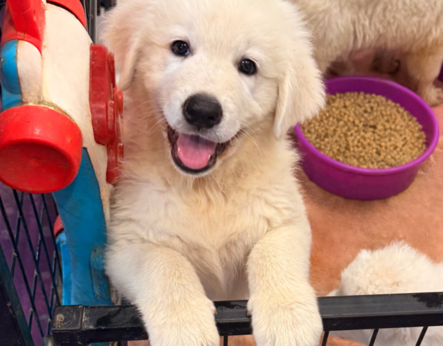805873999 Available Maremma Puppies