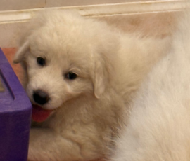 Pippin & Nova Litter 5/26
