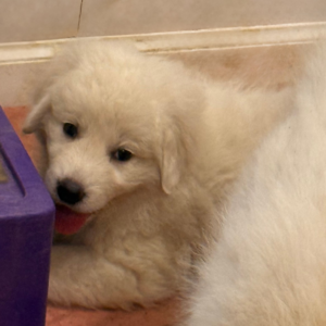 3092105040 Inside Our Maremma Puppy Program