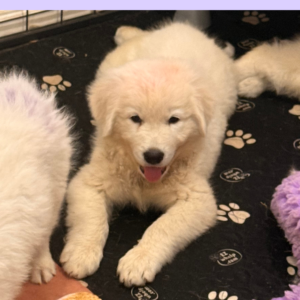 4153125412 Inside Our Maremma Puppy Program
