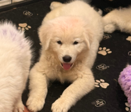 Pippin & Marisa Litter 5/26