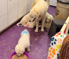 Pippin & Nova Litter 5/26