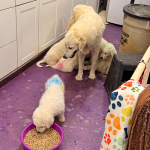 3653451262 Inside Our Maremma Puppy Program
