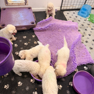 1710429190 Inside Our Maremma Puppy Program