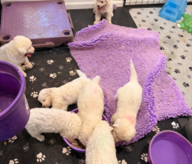 Pippin & Nova Litter 5/26