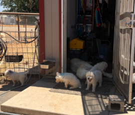 Pippin & Marisa Litter 5/26