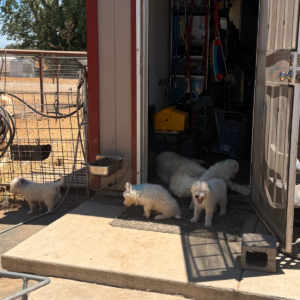 3905028309 Inside Our Maremma Puppy Program