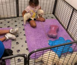 Pippin & Electra Litter 5/26