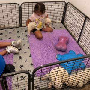 586027629 Inside Our Maremma Puppy Program