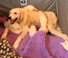 Pippin & Nova Litter 5/26