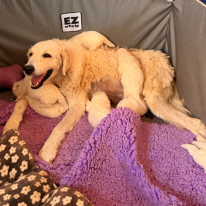 1814814926 Inside Our Maremma Puppy Program