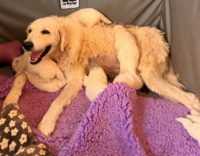 Available Maremma Puppies