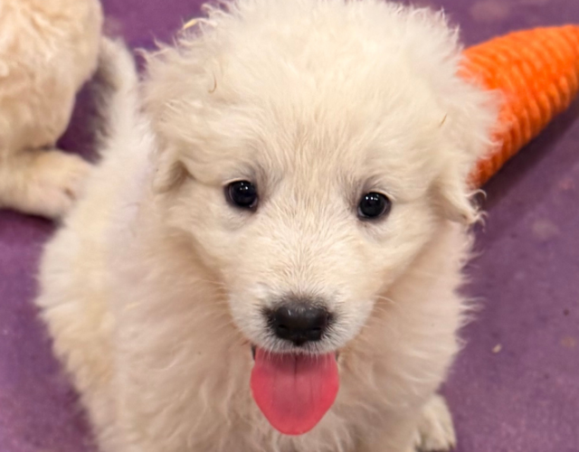 2161410692 Available Maremma Puppies