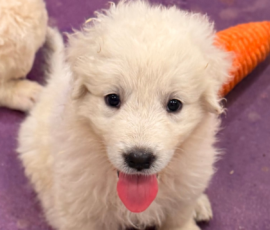 Pippin & Nova Litter 5/26