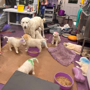 1856786919 Inside Our Maremma Puppy Program