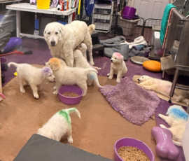 Pippin & Electra Litter 5/26