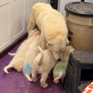 2839407436 Inside Our Maremma Puppy Program