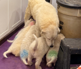 Pippin & Nova Litter 5/26