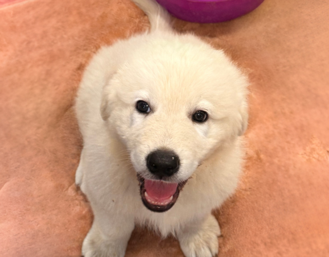 3698083792 Available Maremma Puppies