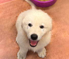 Pippin & Marisa Litter 5/26
