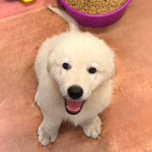 771125155 Inside Our Maremma Puppy Program