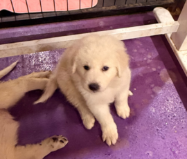 Pippin & Nova Litter 5/26