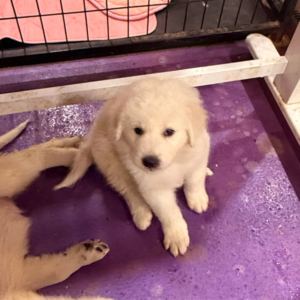 3103748146 Inside Our Maremma Puppy Program