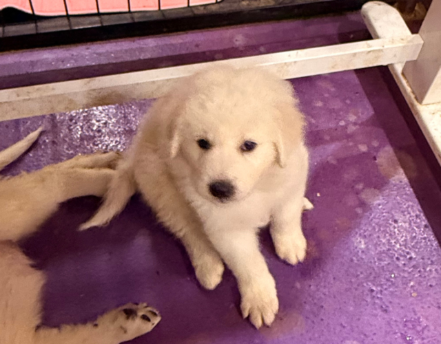 4218297697 Available Maremma Puppies
