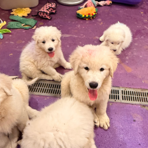 2934802113 Inside Our Maremma Puppy Program