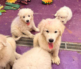 Pippin & Marisa Litter 5/26