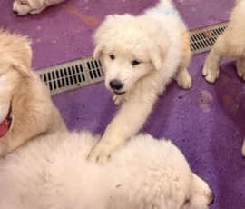 Pippin & Marisa Litter 5/26