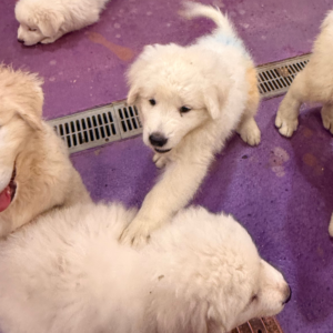 868470143 Inside Our Maremma Puppy Program