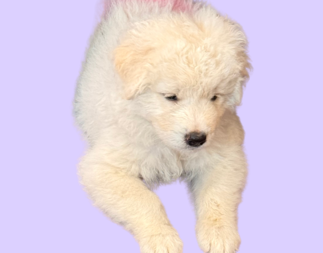 1601624943 Available Maremma Puppies